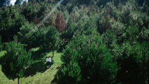 tree planting benefits environment