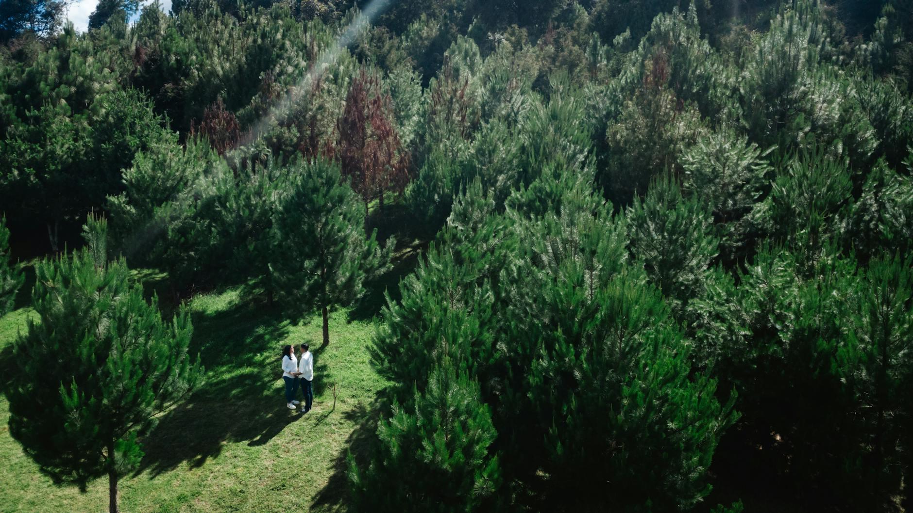 tree planting benefits environment tree planting benefits environment
