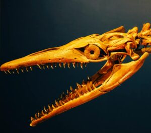 marine T rex discovery Texas