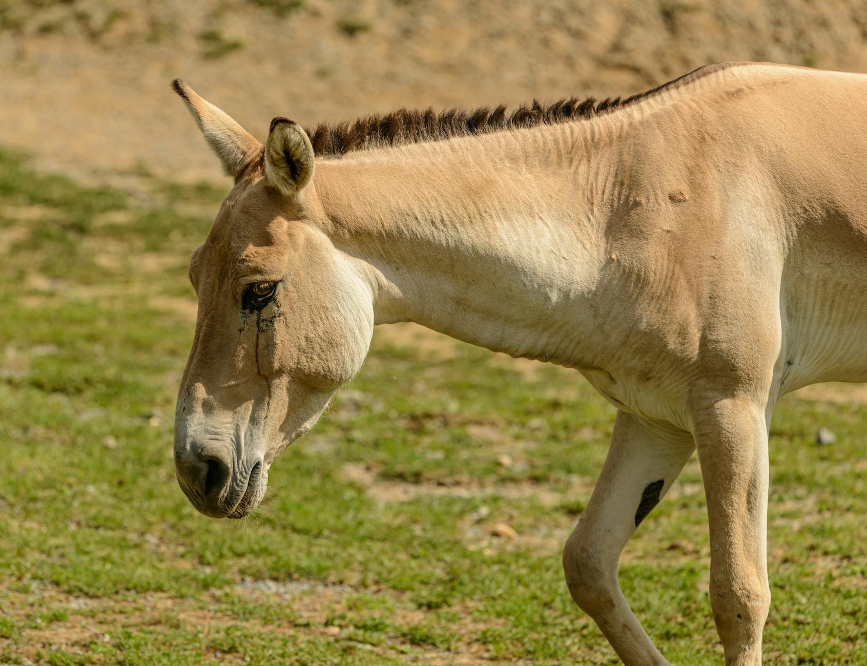 donkey extinction China anti-ageing donkey extinction China anti-ageing