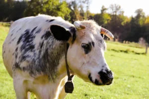 cow magnetic field