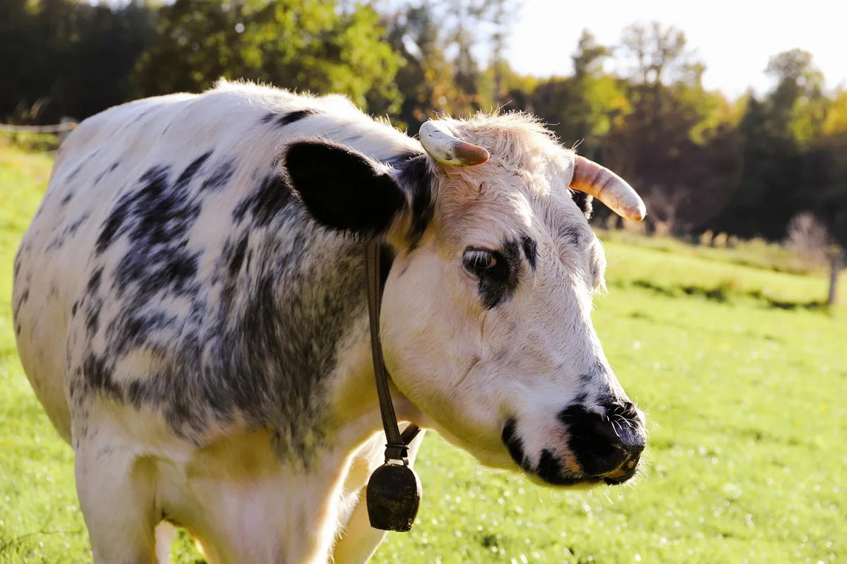 cow magnetic field cow magnetic field