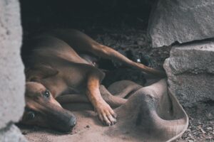 stray dog relocation order Supreme Court
