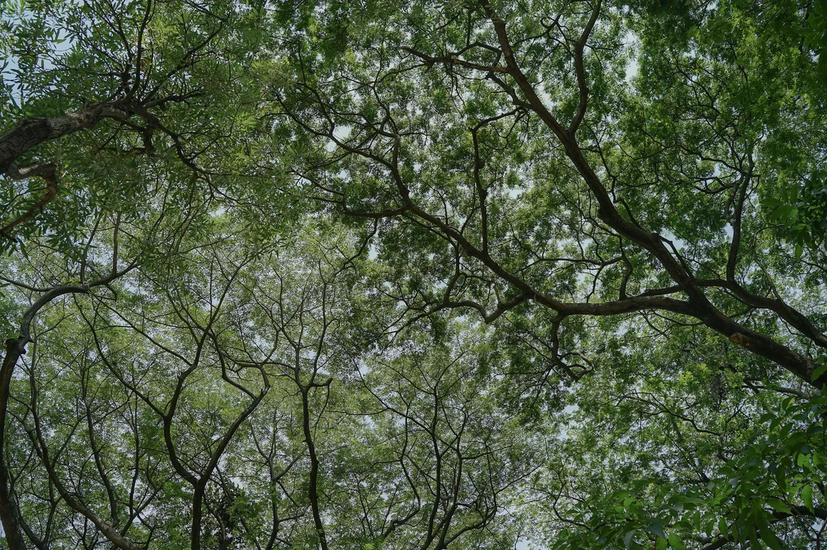 neem water health benefits myth fact